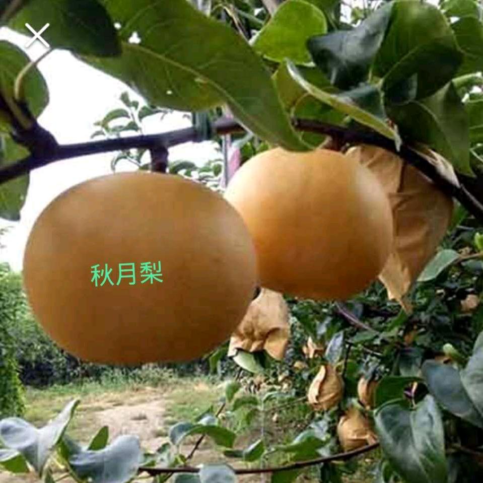 山水生态园