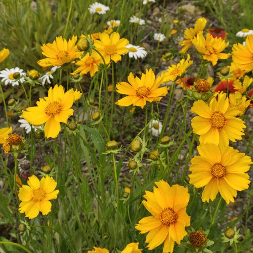 明港轩家居厂曾大姐