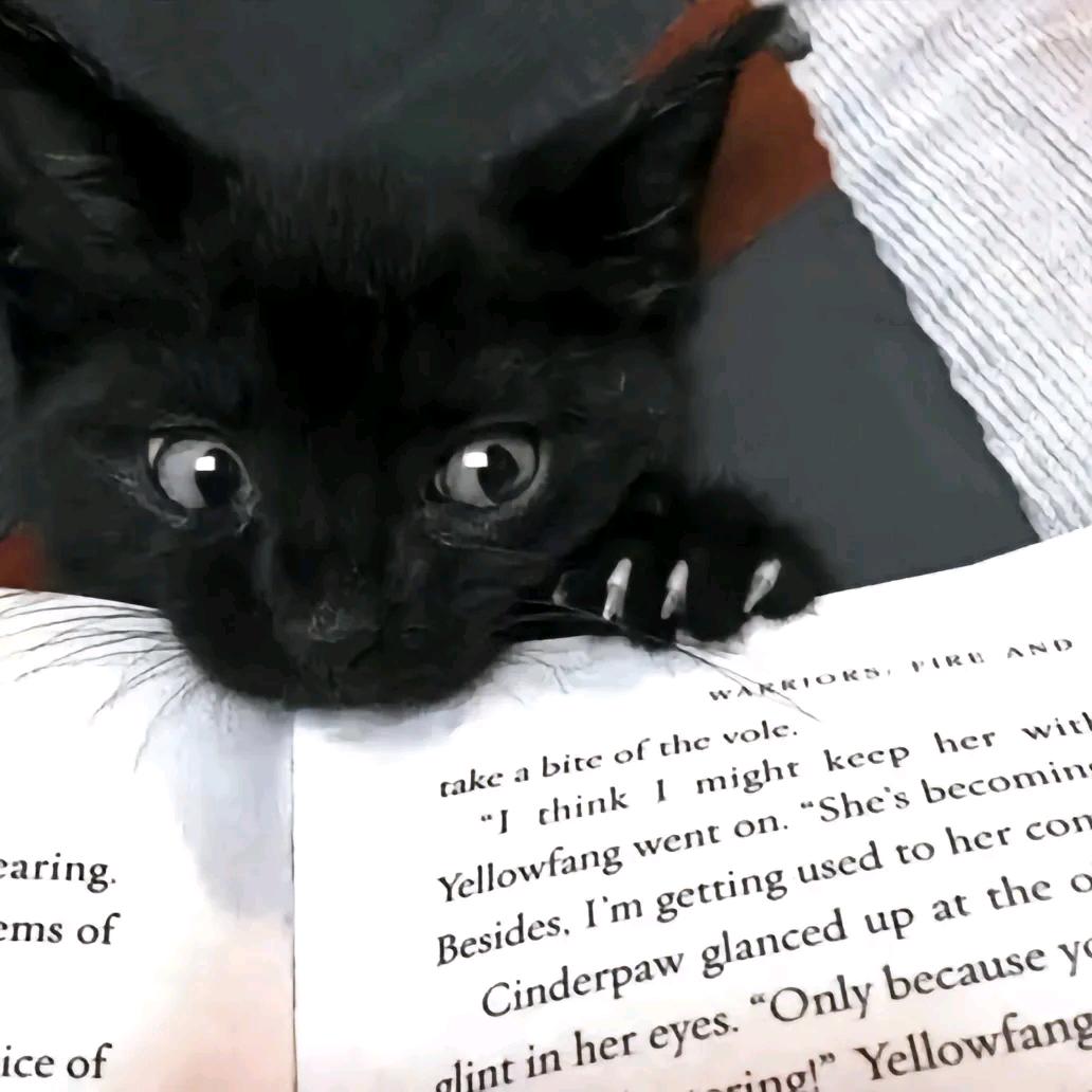 猫meme哭泣小猫