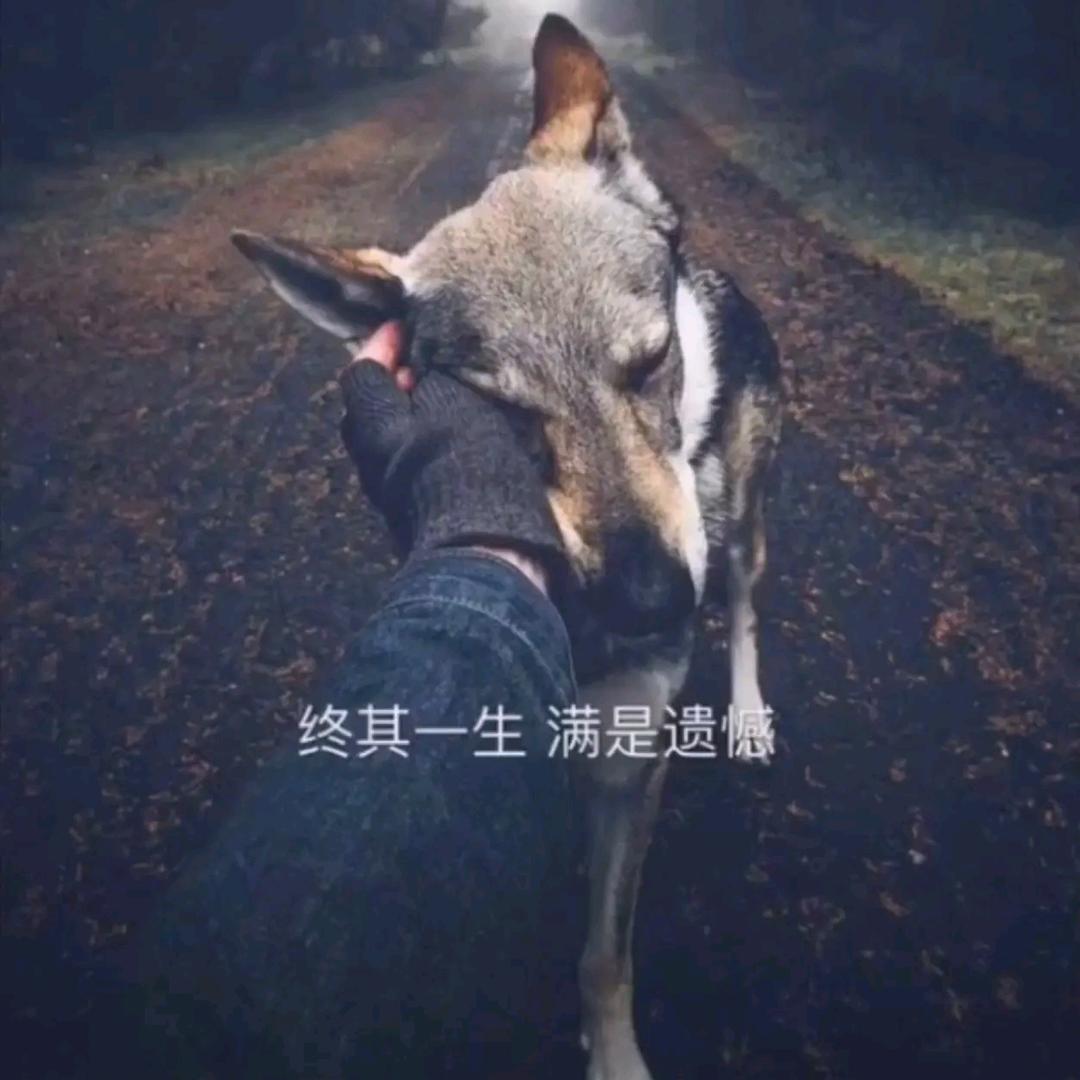 酒酿小鱼干🐟/