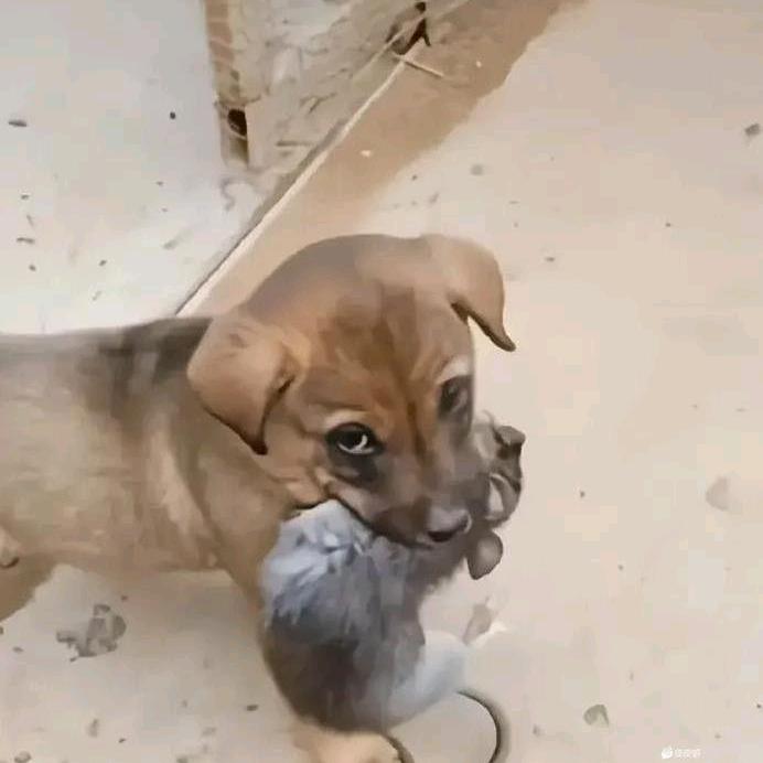 爱你(ღ˘⌣˘ღ)
