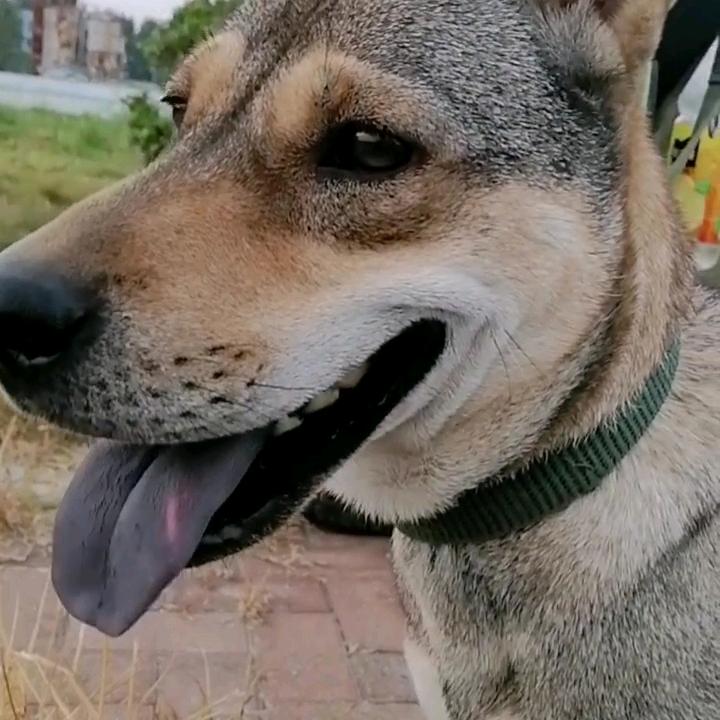 老宋家的田园犬
