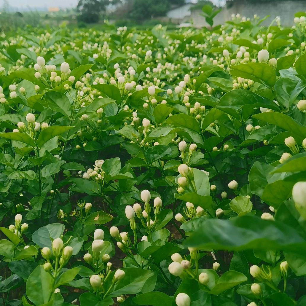 茉莉