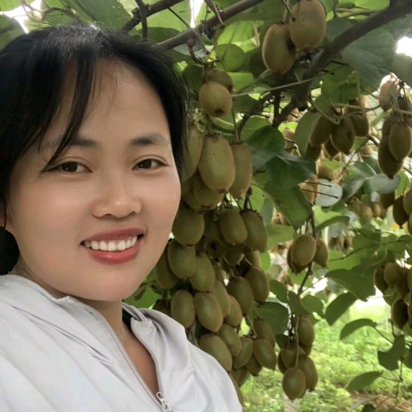 凤凰贝贝
