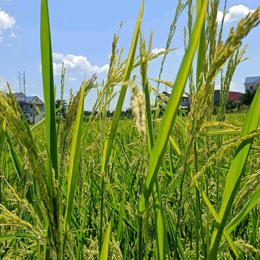 欣欣读书、音乐分享🎈