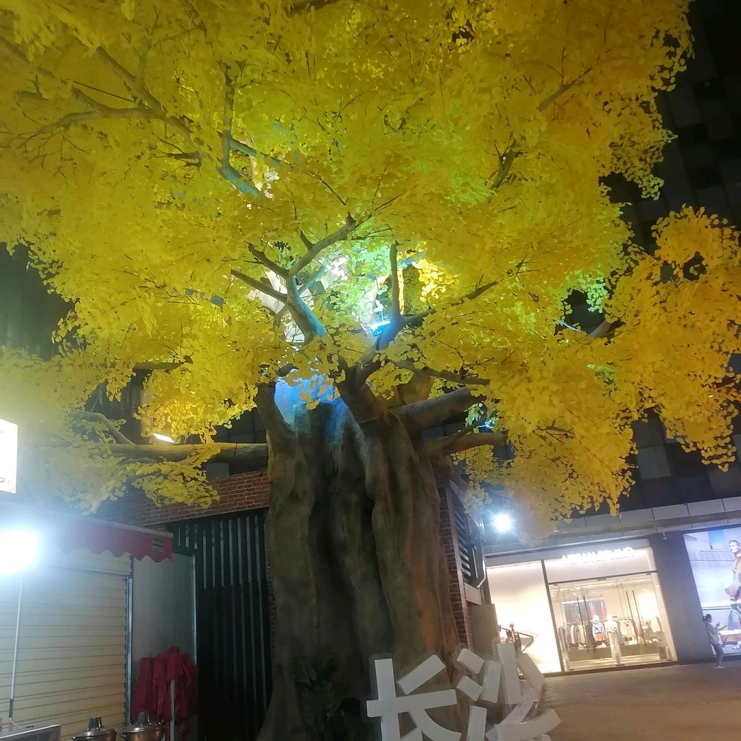 熏衣草