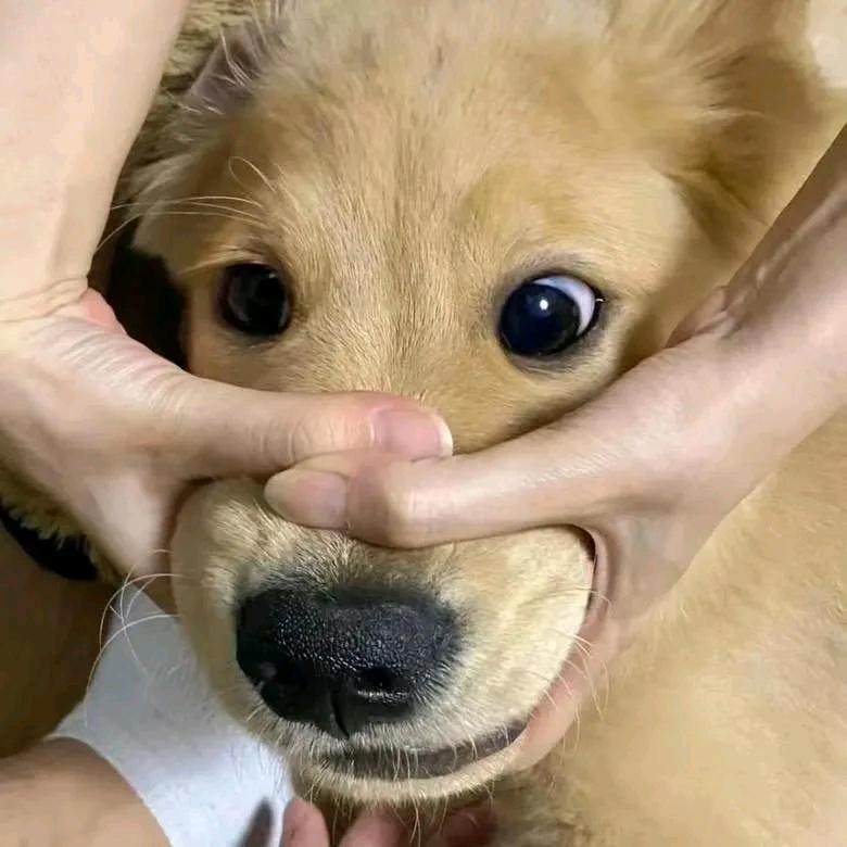 张张长不高