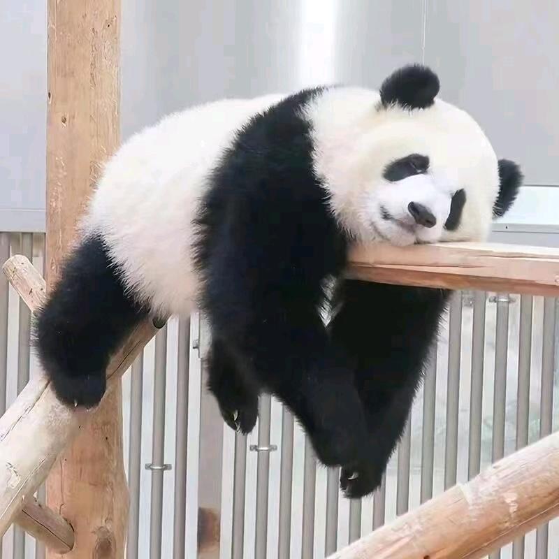 苏怡文