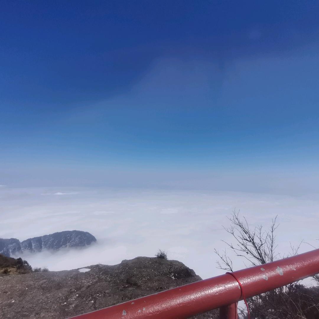 老虎芋