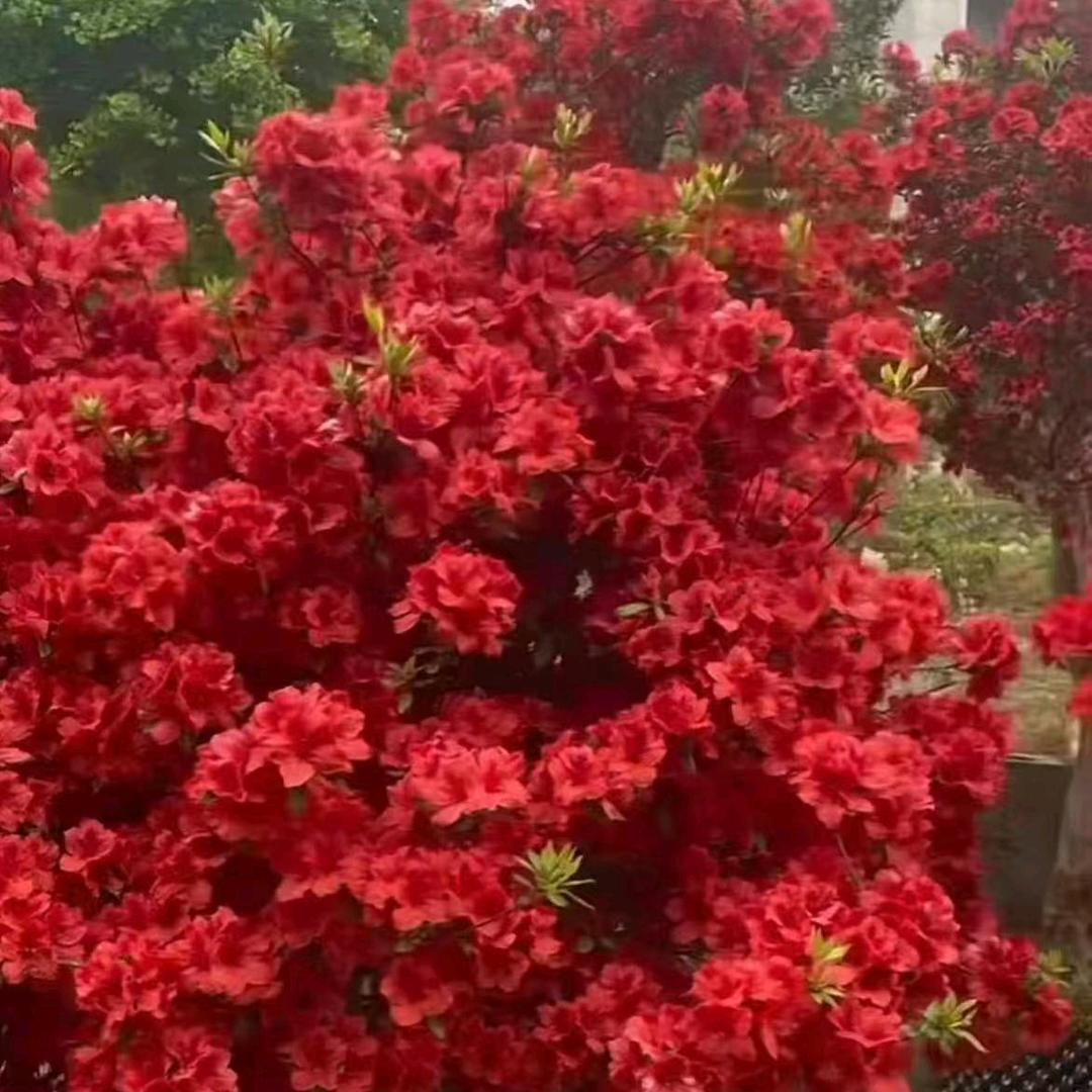 松芳景观优品坊