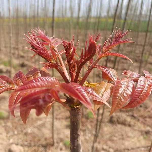 新农人《拒绝连赞》