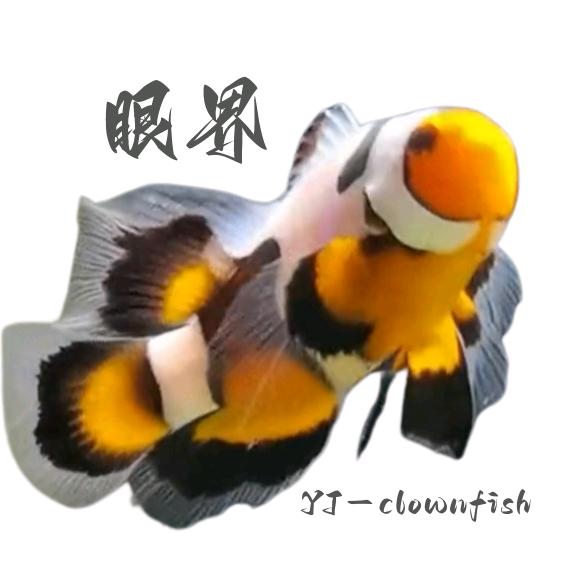眼界小丑鱼工作室