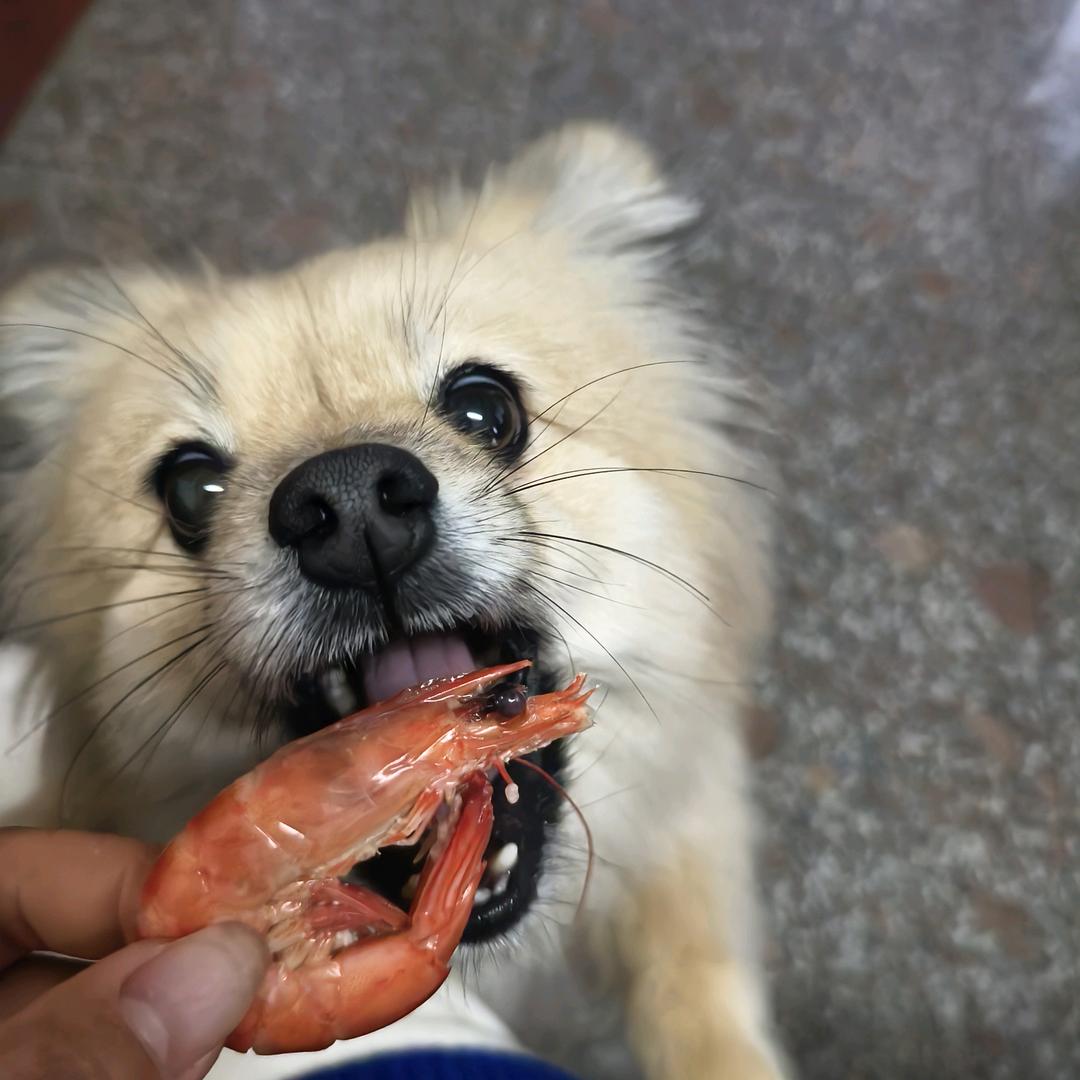 我的小黄
