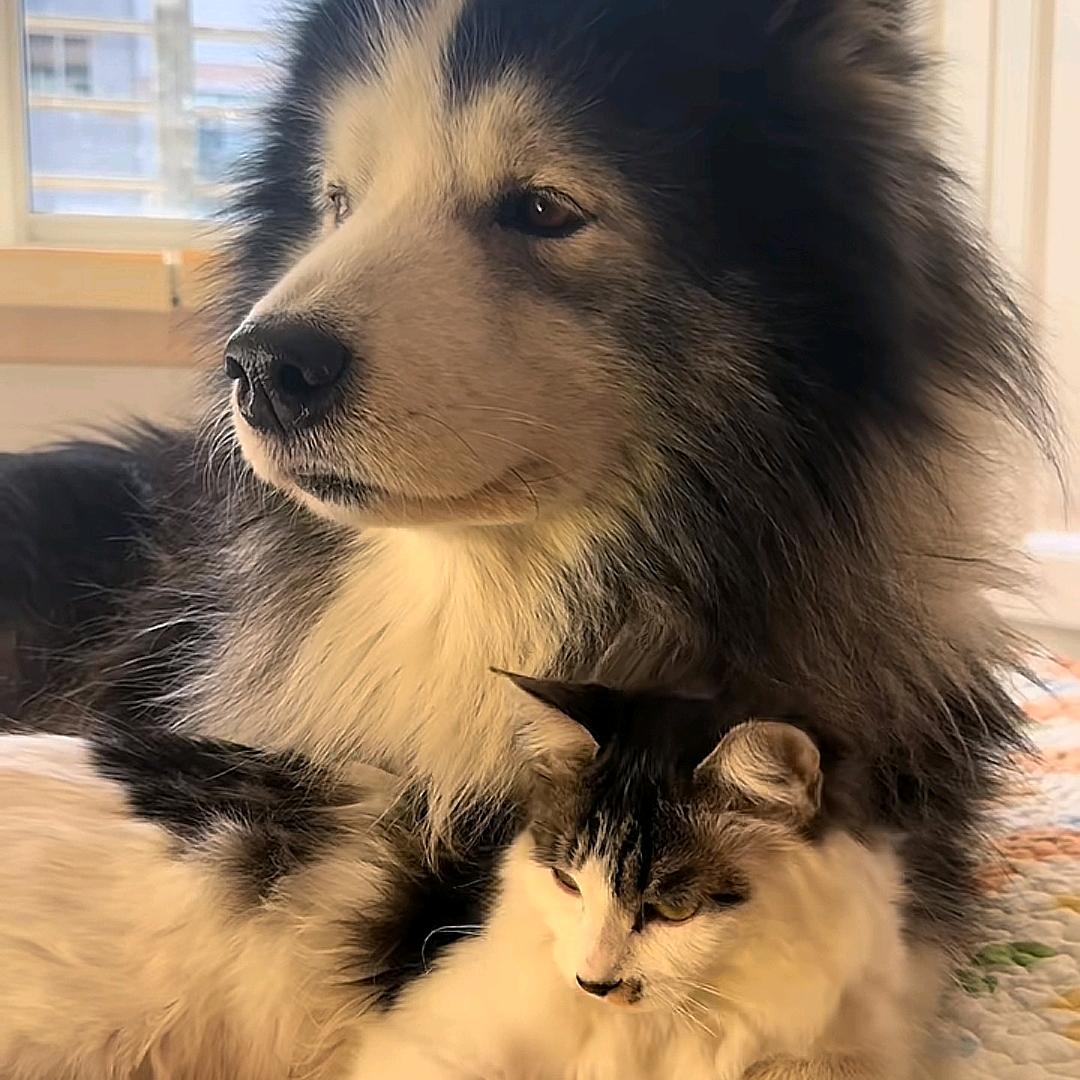 阳仔🐑