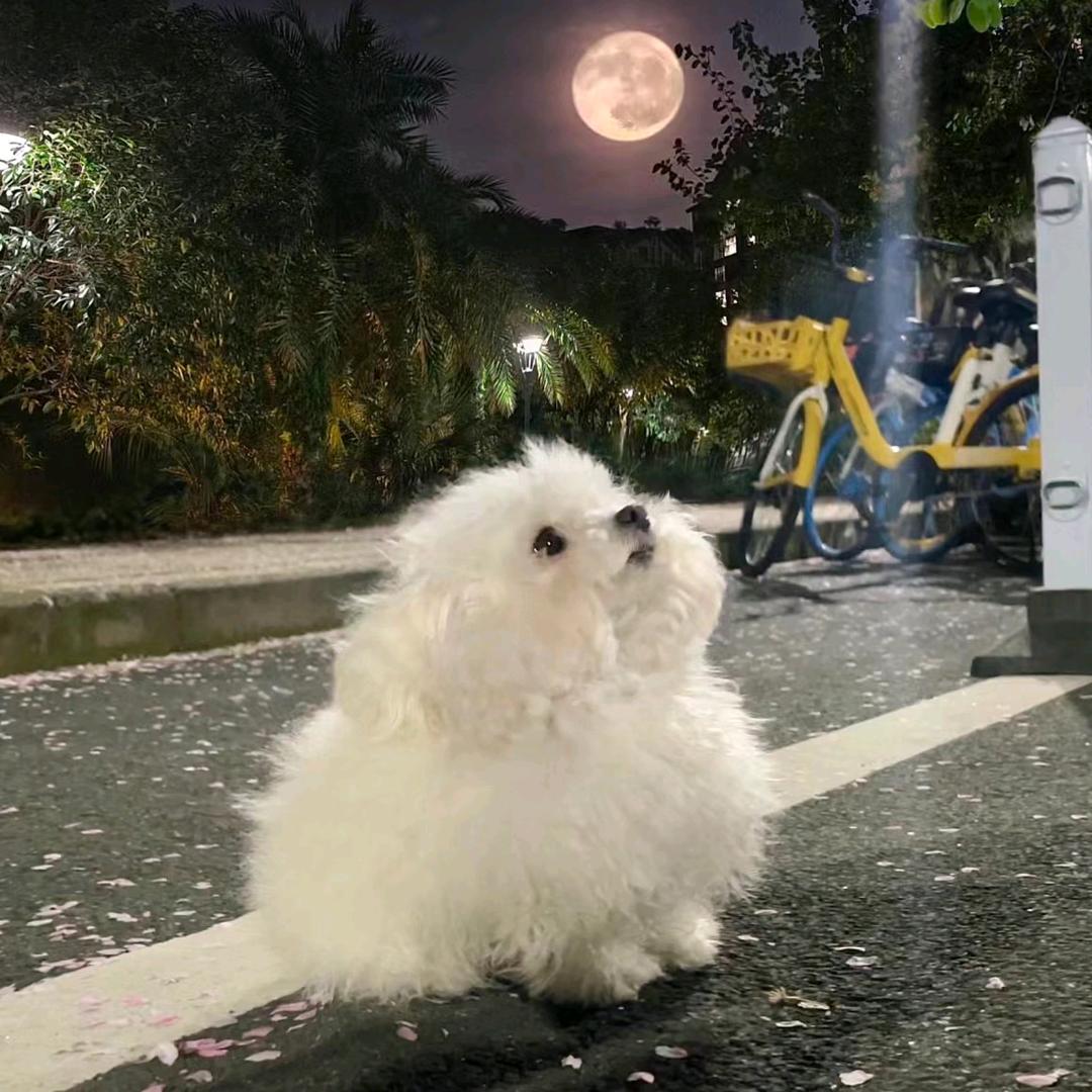 星小橙ฅ՞•ﻌ•՞ฅ
