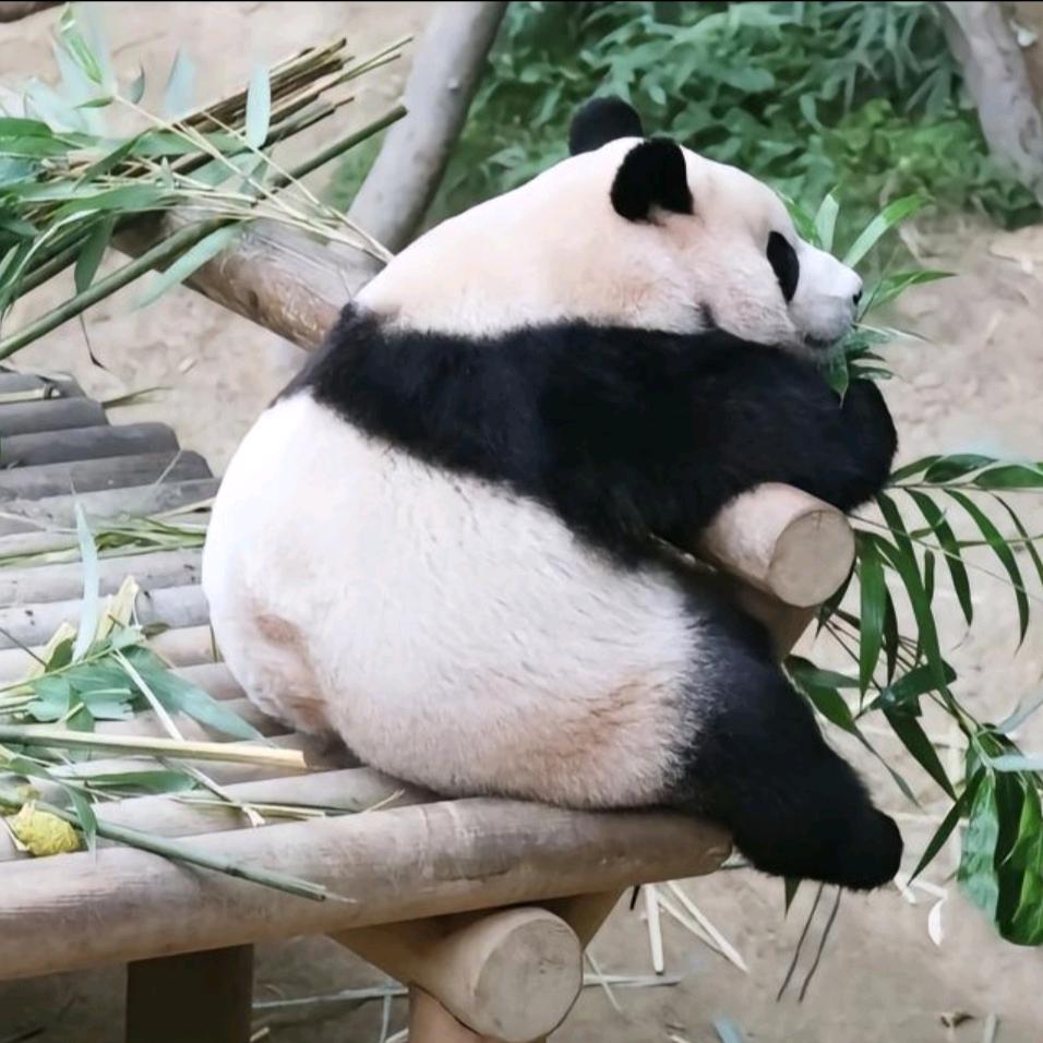 τ星星′