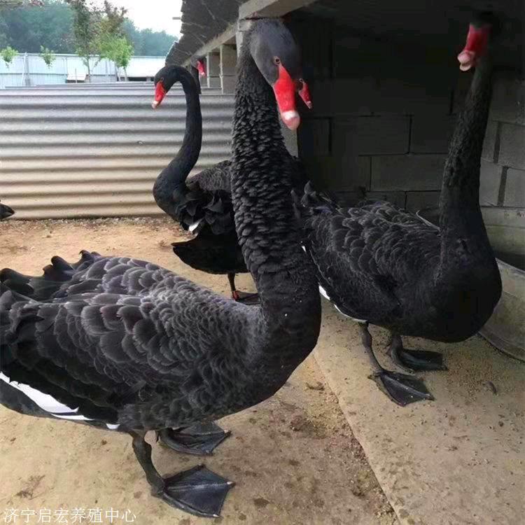 珍禽养殖基地