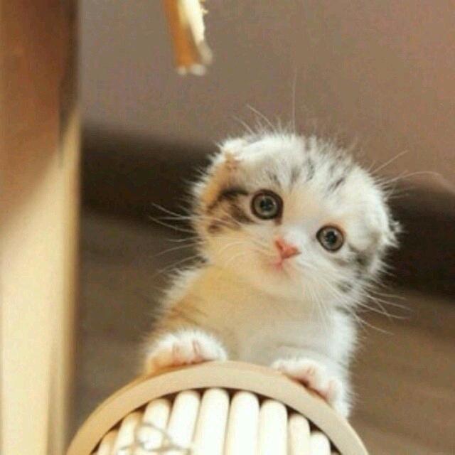 💫Z•渔夫与海棠