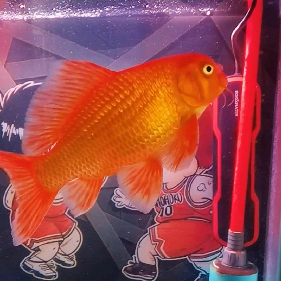 繁华似锦蝴蝶鲤