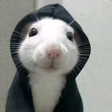 斑鸠