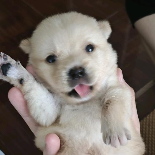 黄豆是只小土狗🐶