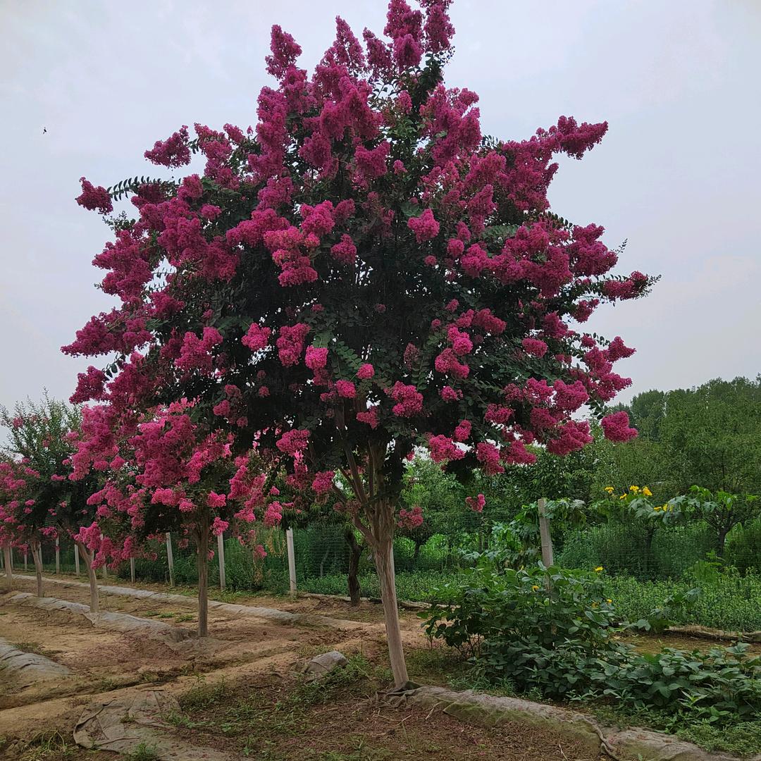 万象紫薇，造型黄杨基地