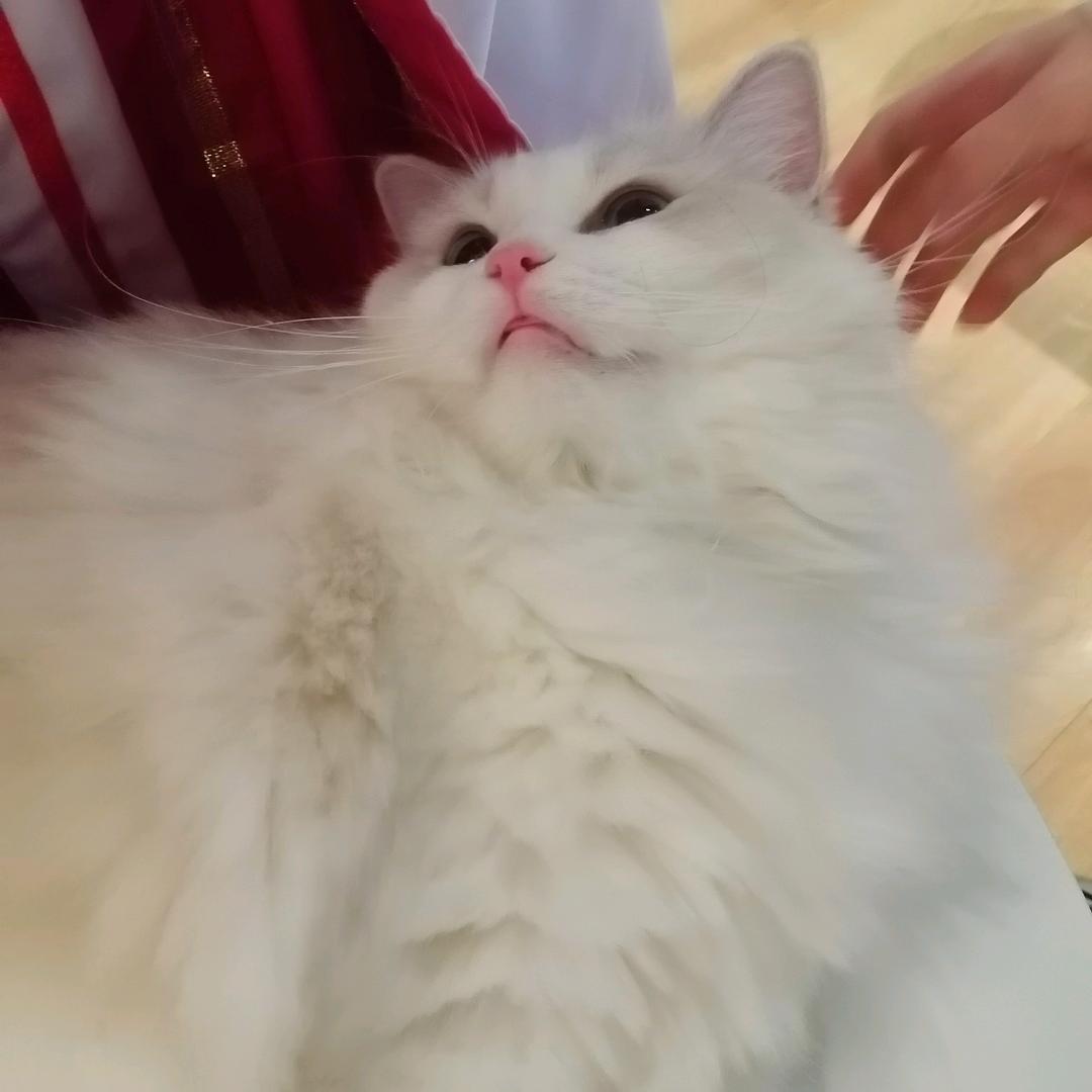 百书