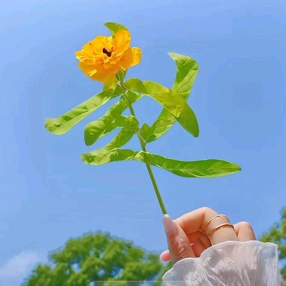 ཽ࿆ღ᭄ঞ不念过往ೄ೨°ꦿ⁵²