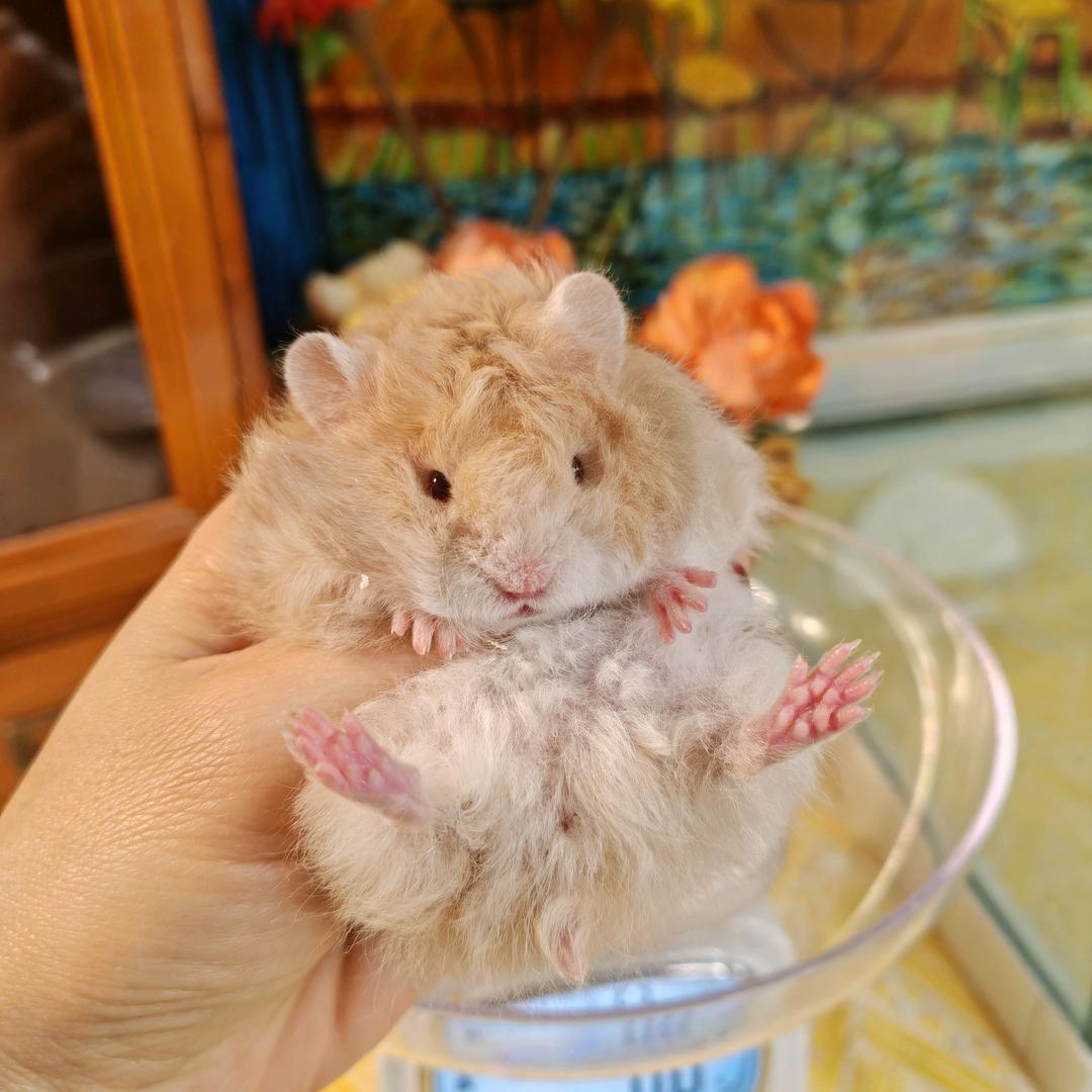 橘子🍊＾ω＾