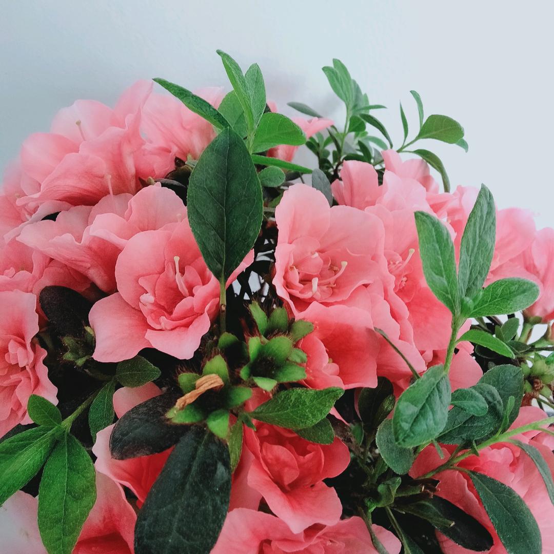 英