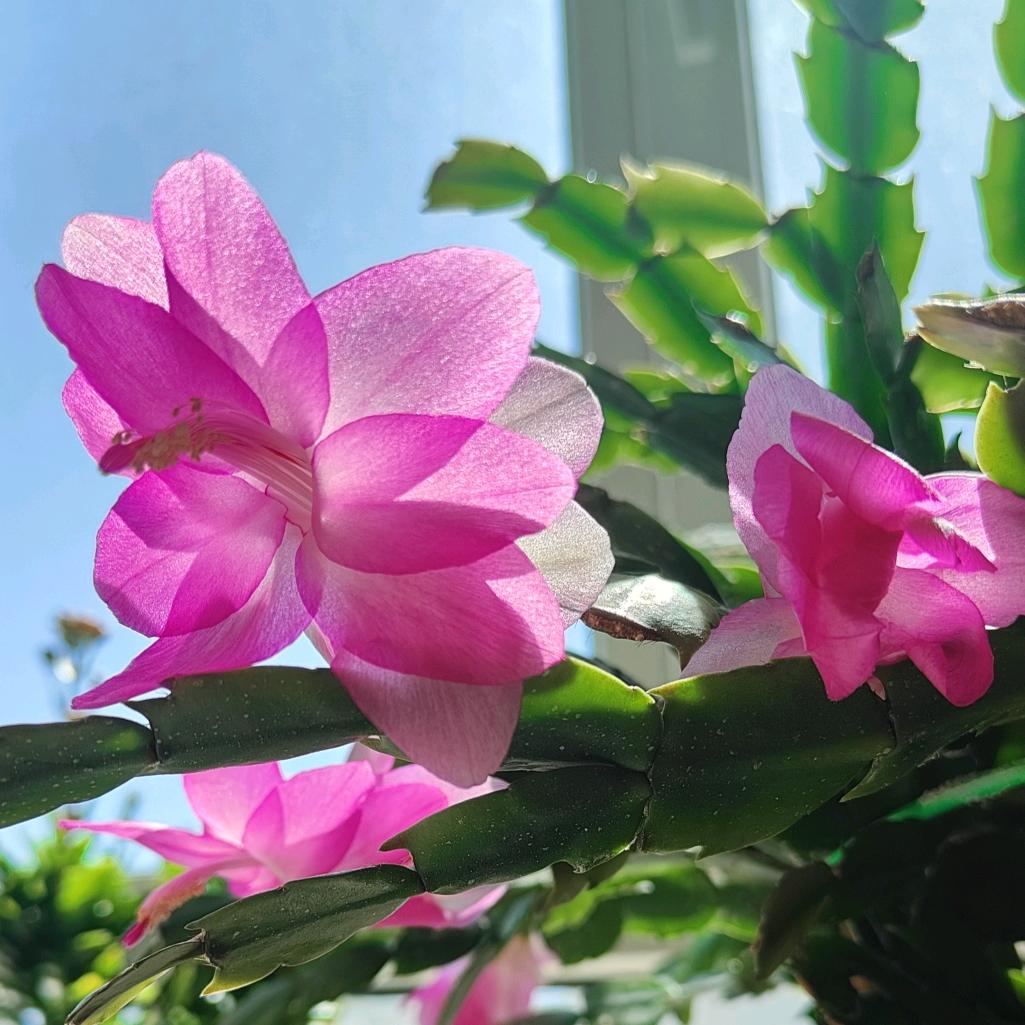 郝金梅