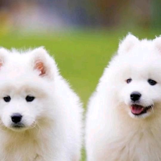 阆中美满幸福♥️♥️♦️♦