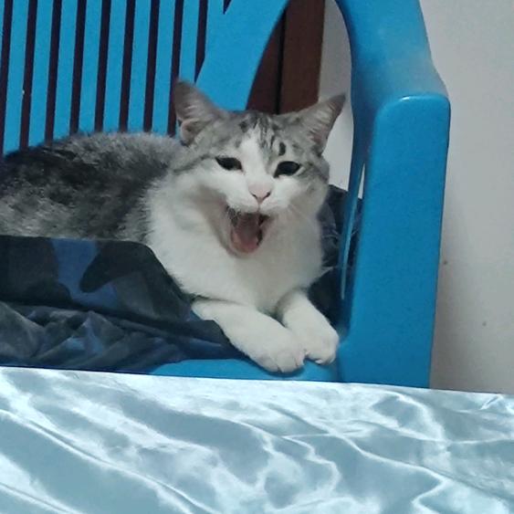两只喵
