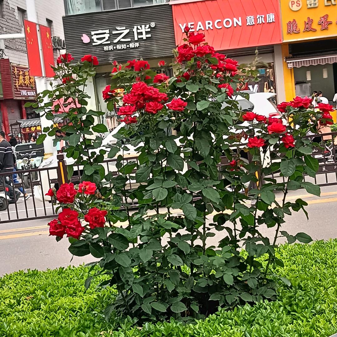顺心如意，