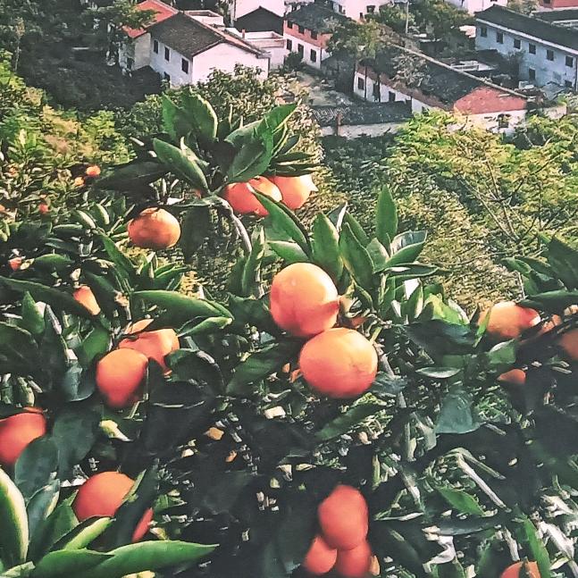 章菲