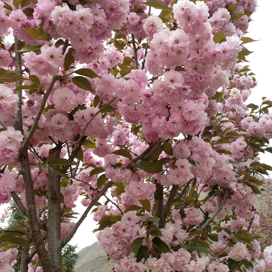 平平淡淡才是真~