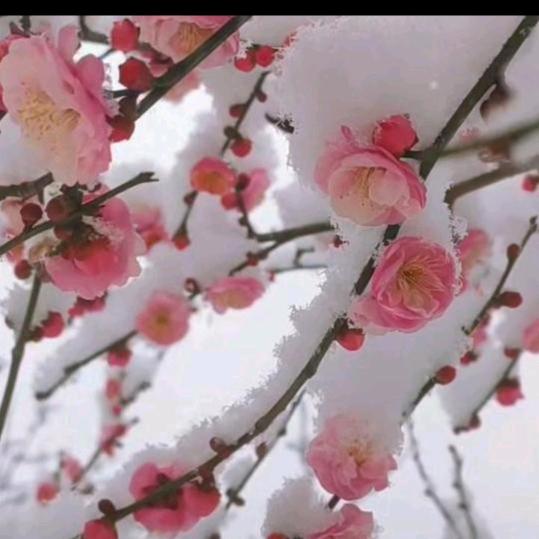 傲雪迎春