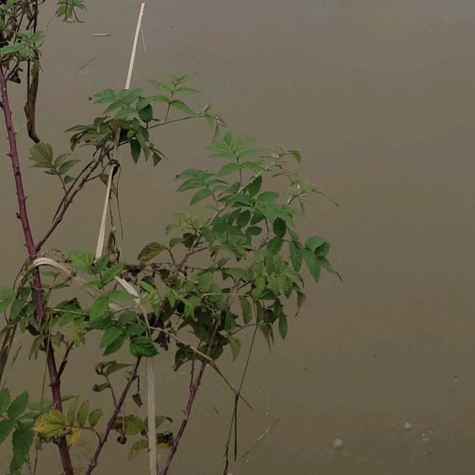 土豆炒洋芋