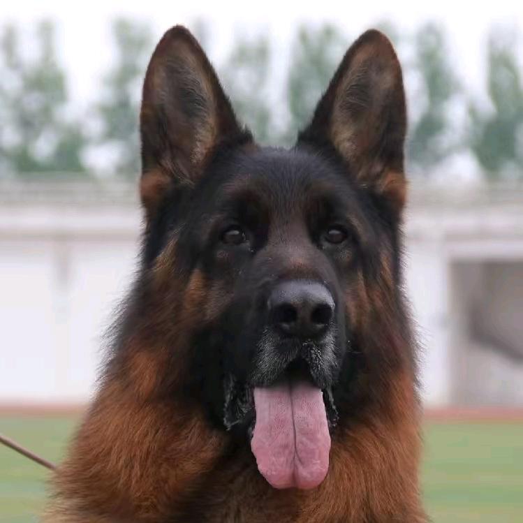 工作犬德牧繁育养殖
