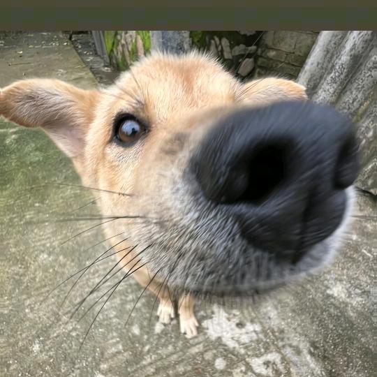 意羡