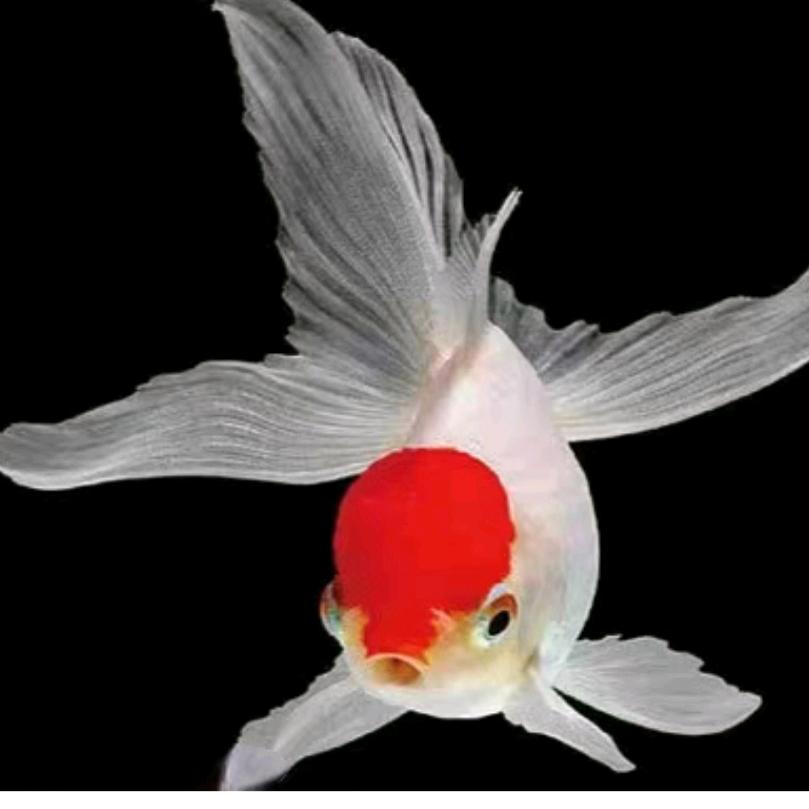 鸿运当头星高照