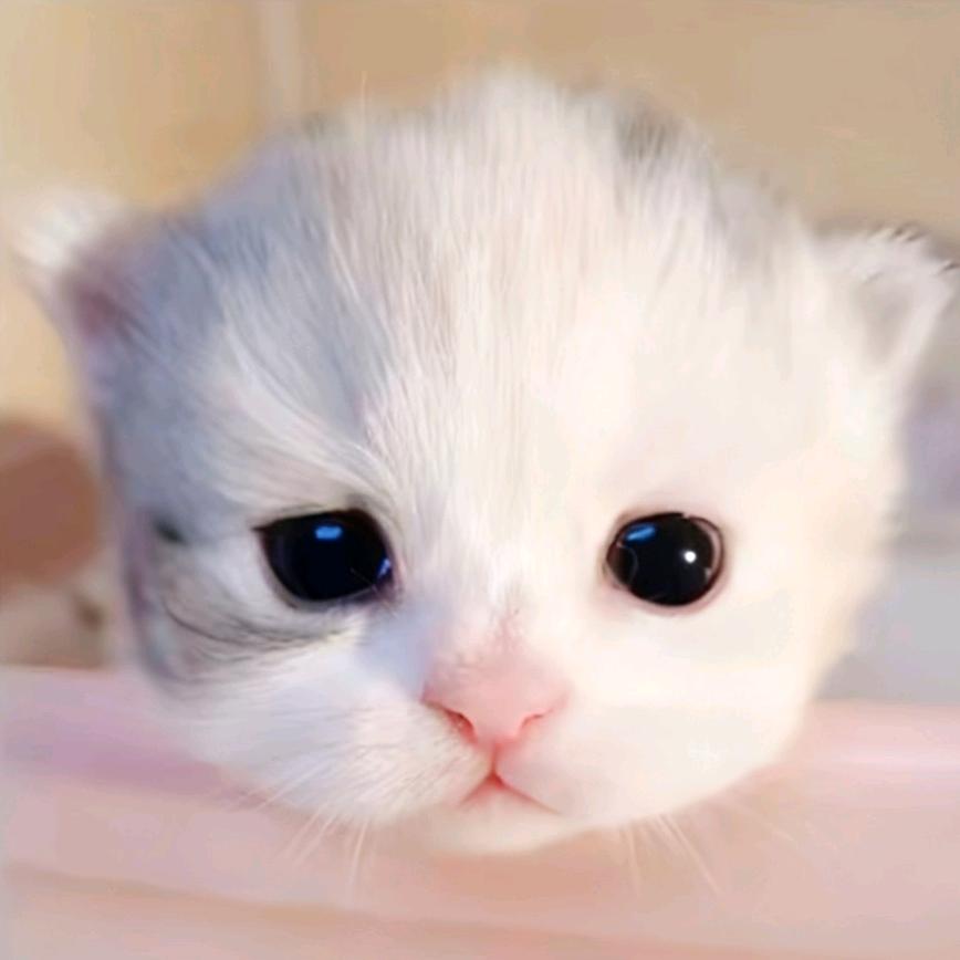 小甜饼