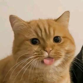 叠猫猫
