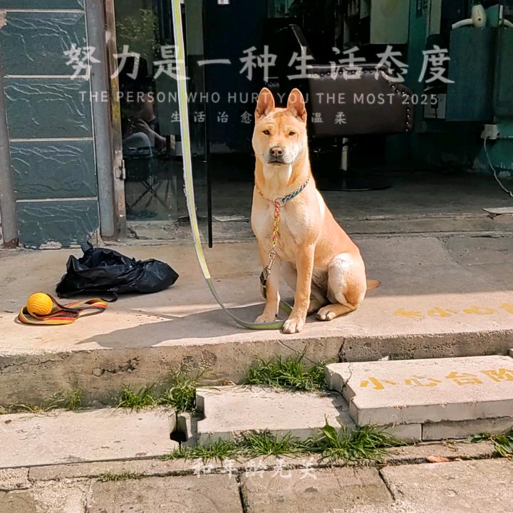 理大苏