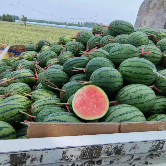 大棚小吊瓜 🍉（🈲连赞）