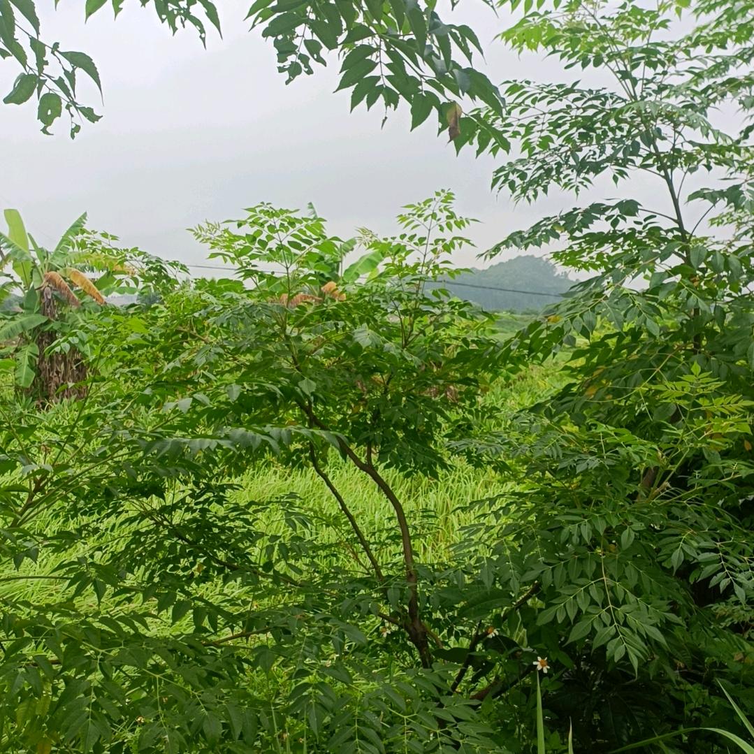 期待什么的期待