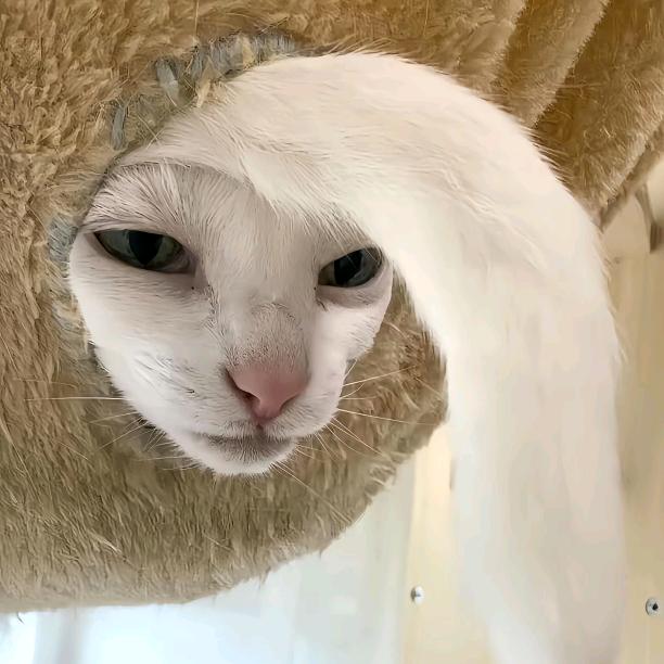 有种拿钱侮辱我