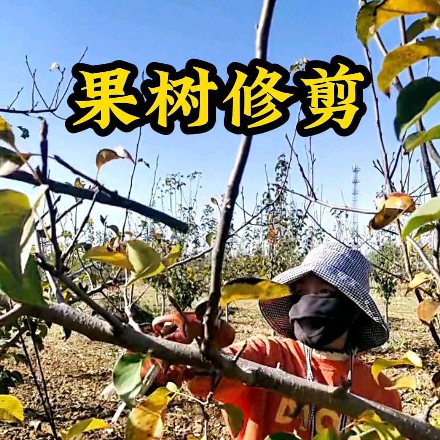 果树管理8899