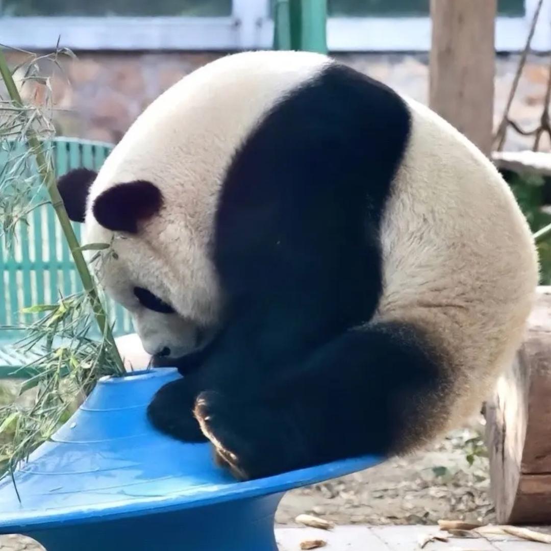 许七安·⁸¹⁶