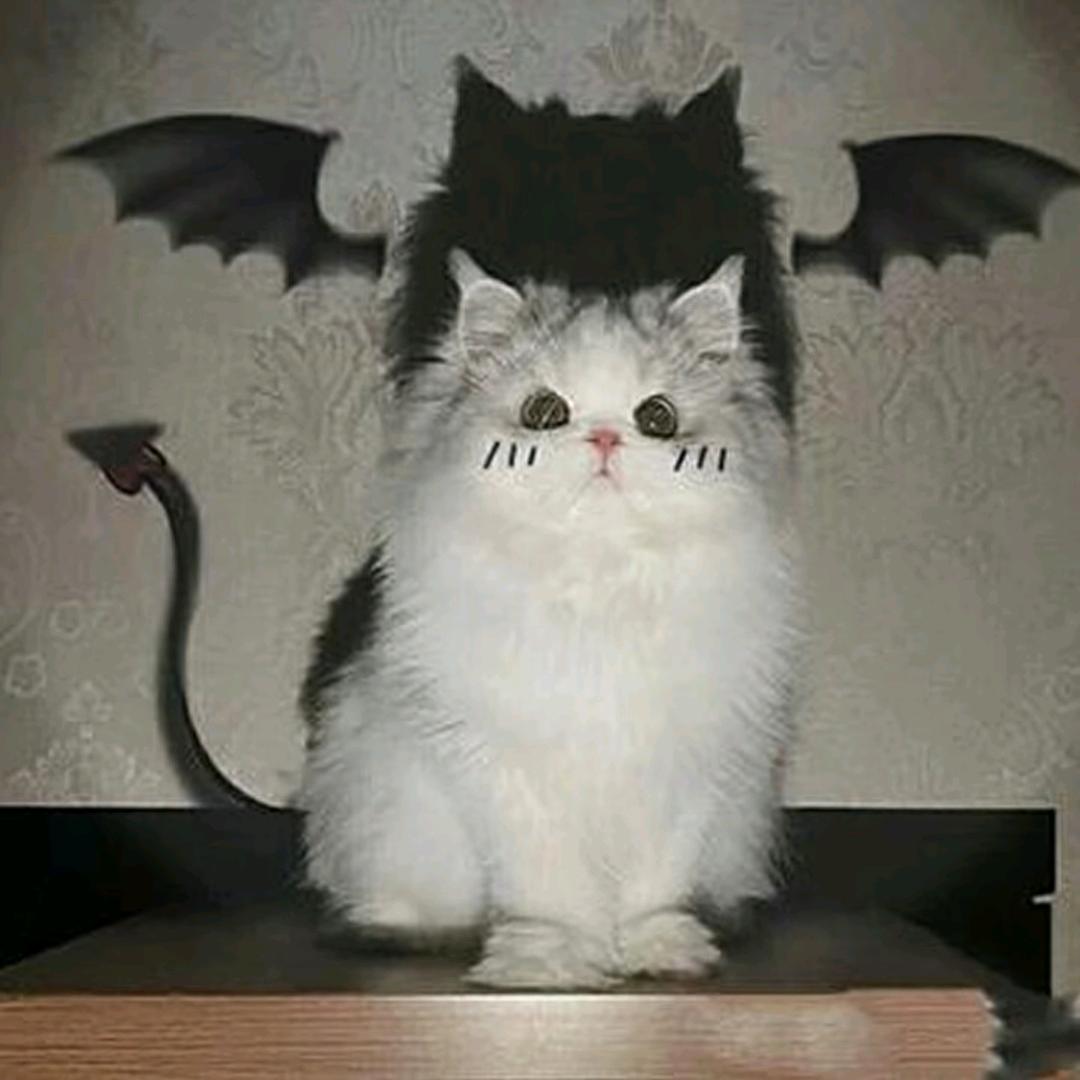 姐姐家的小馋猫